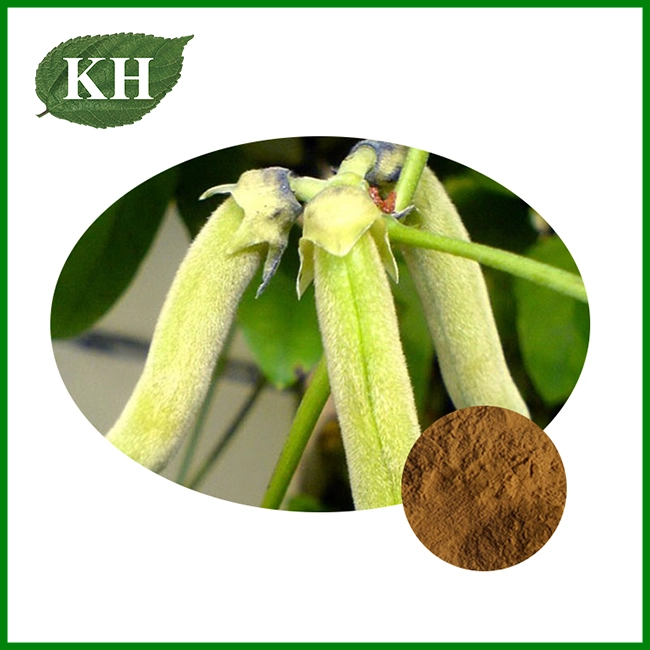 Mucuna Pruriens Extract Powder